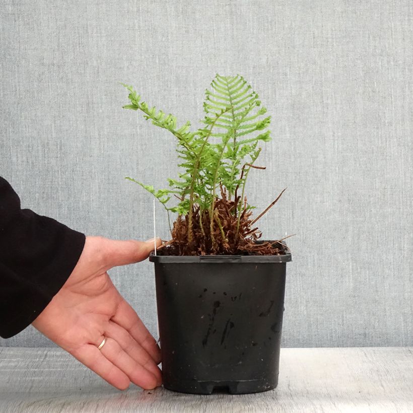 Amostra de Dryopteris affinis Cristata Vaso de 2 L/3 L tal como entregue na primavera