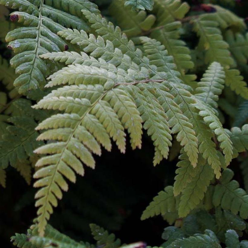 Dryopteris affinis (Folhagem)