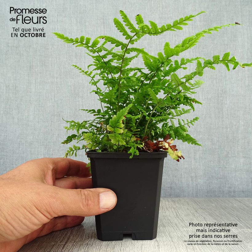 Amostra de Dryopteris affinis Vaso de 8/9 cm tal como entregue no outono