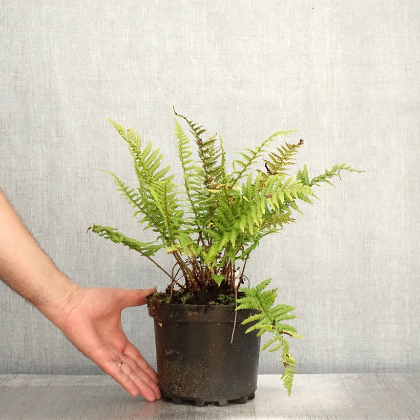 Amostra de Dryopteris affinis Vaso de 2 L/3 L tal como entregue no outono