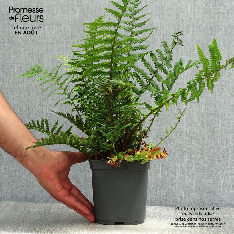 Amostra de Dryopteris affinis Vaso de 2 L/3 L tal como entregue no verão