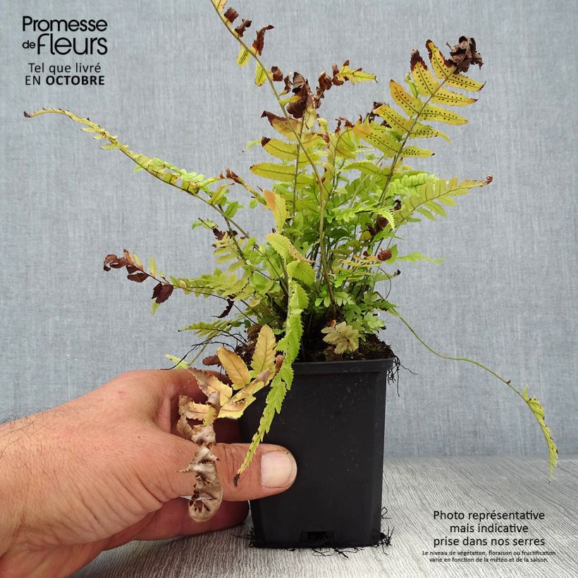 Amostra de Dryopteris cycadina Vaso de 8/9 cm tal como entregue no outono