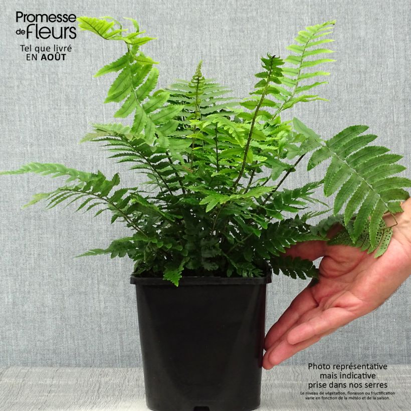 Amostra de Dryopteris cycadina Vaso de 2 L/3 L tal como entregue no verão