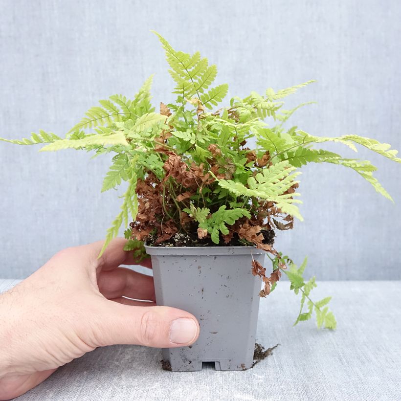 Amostra de Dryopteris carthusiana Vaso de 8/9 cm tal como entregue no inverno