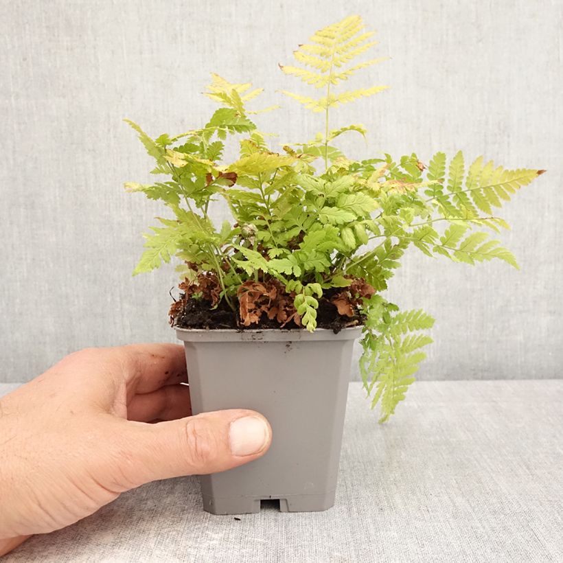 Amostra de Dryopteris carthusiana Vaso de 8/9 cm tal como entregue na primavera