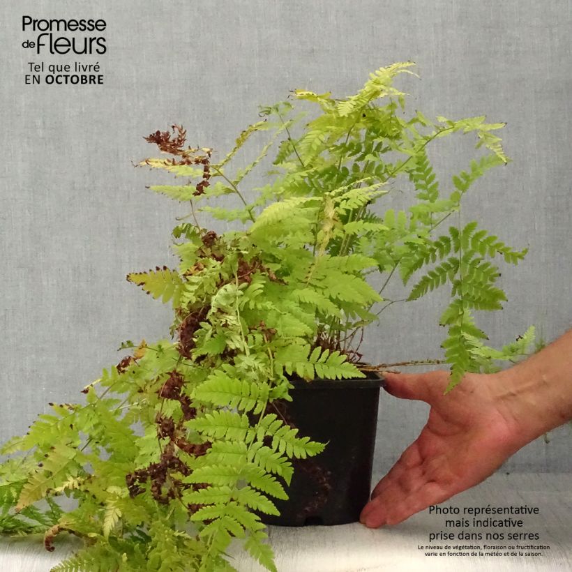 Amostra de Dryopteris carthusiana Vaso de 2 L/3 L tal como entregue no outono