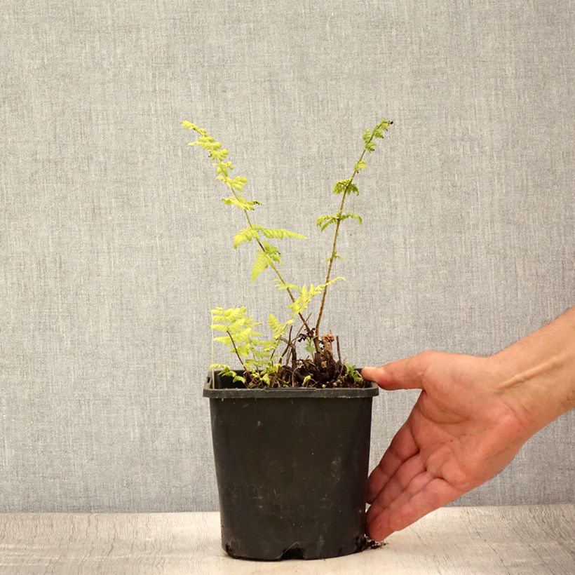Amostra de Dryopteris carthusiana Vaso de 2 L/3 L tal como entregue no verão