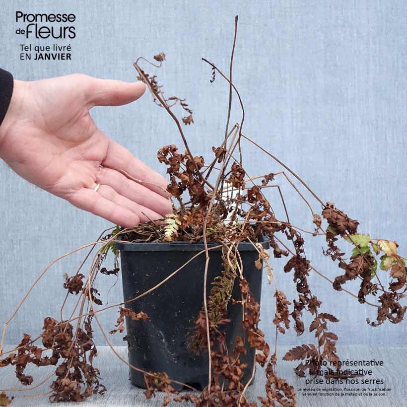 Amostra de Dryopteris carthusiana - Fougère ou Dryoptéride des chartreux Vaso de 2 L/3 L tal como entregue no inverno