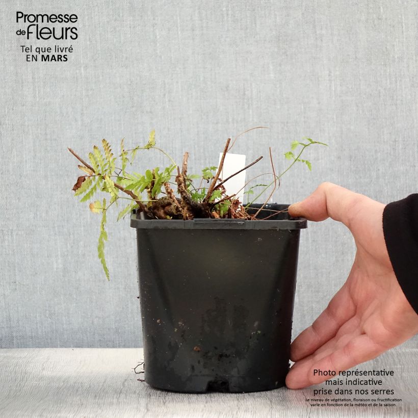 Amostra de Dryopteris carthusiana Vaso de 2 L/3 L tal como entregue na primavera