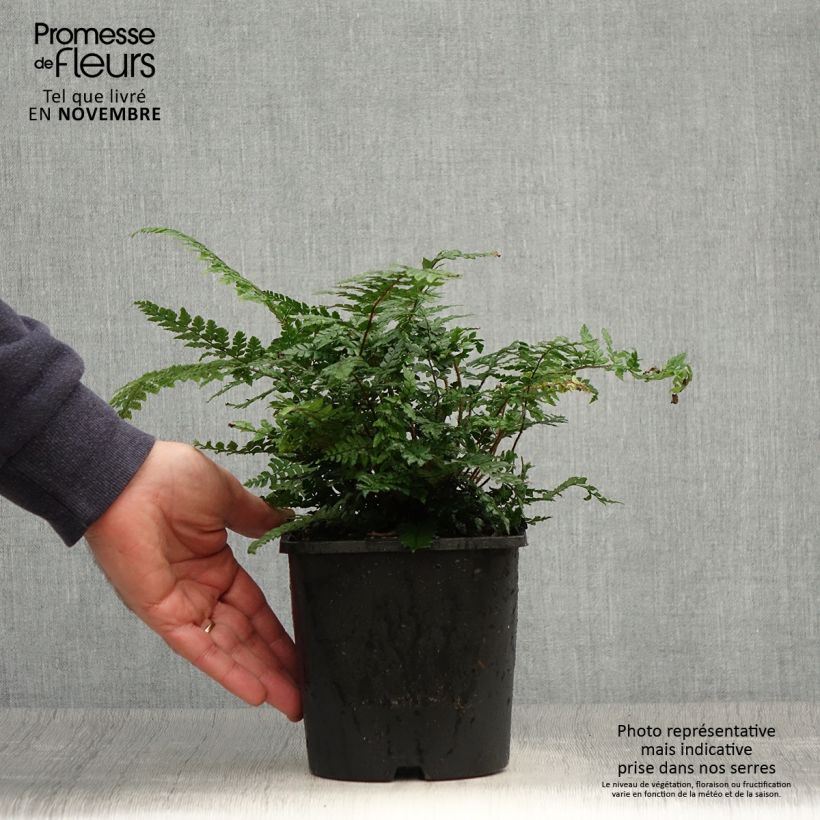 Amostra de Dryopteris championii Vaso de 2 L/3 L tal como entregue no outono