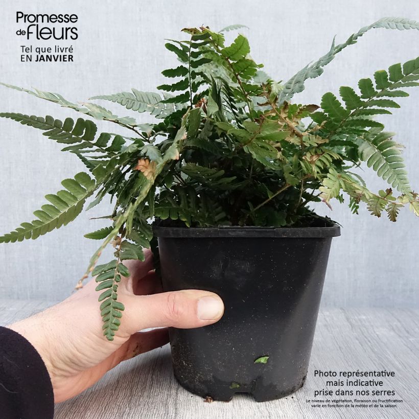 Amostra de Dryopteris championii - Fougère persistante Pot de 2L/3L tal como entregue no inverno