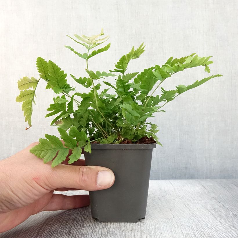 Amostra de Dryopteris clintoniana Vaso de 8/9 cm tal como entregue no outono
