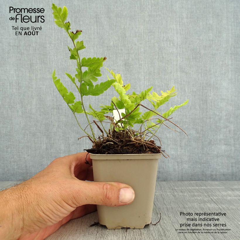 Amostra de Dryopteris clintoniana Vaso de 8/9 cm tal como entregue no verão