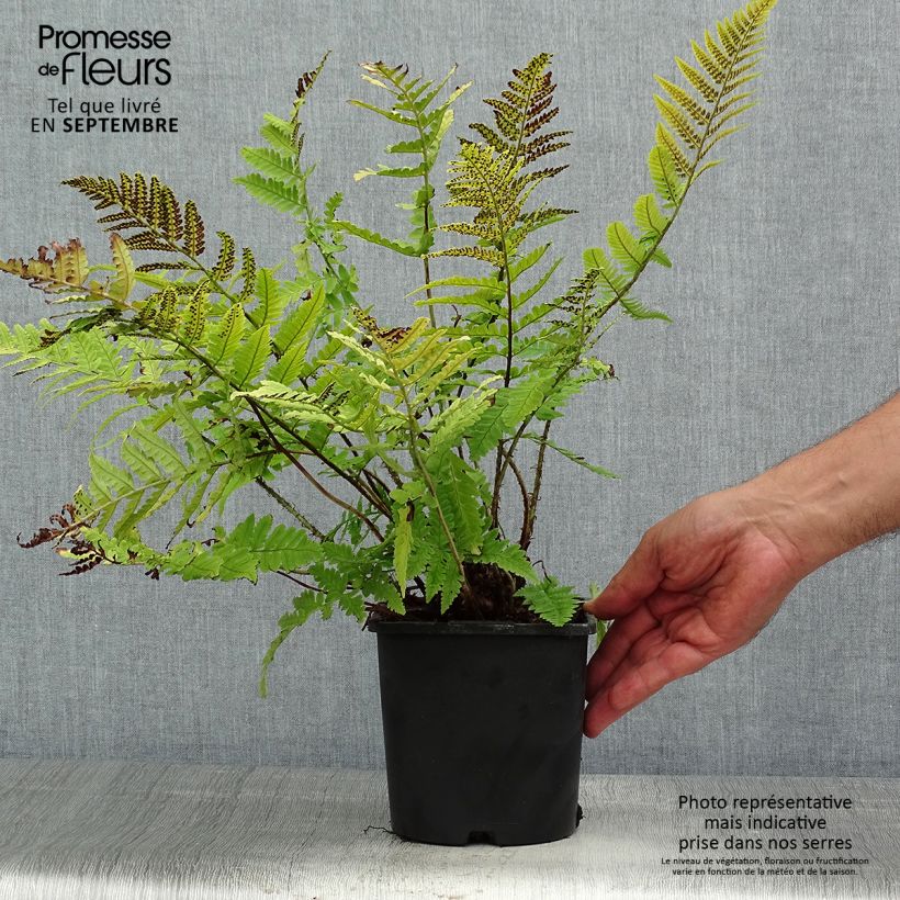 Amostra de Dryopteris coreano Vaso de 2 L/3 L tal como entregue no verão