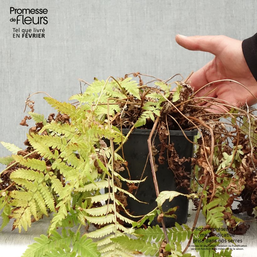 Amostra de Dryopteris coreano-montana - Fougère Vaso de 2 L/3 L tal como entregue no inverno