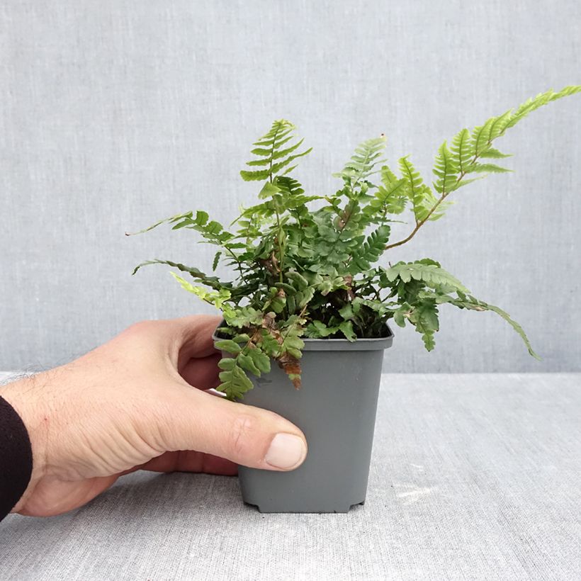 Amostra de Dryopteris crassirhizoma Vaso de 8/9 cm tal como entregue no outono