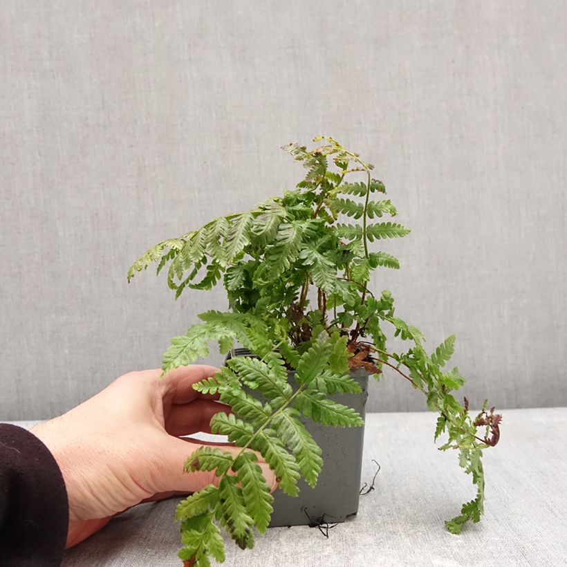 Amostra de Dryopteris crassirhizoma Vaso de 8/9 cm tal como entregue no inverno