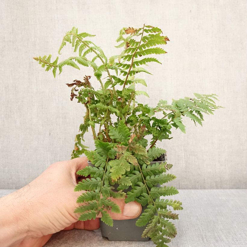 Amostra de Dryopteris crassirhizoma Vaso de 8/9 cm tal como entregue na primavera