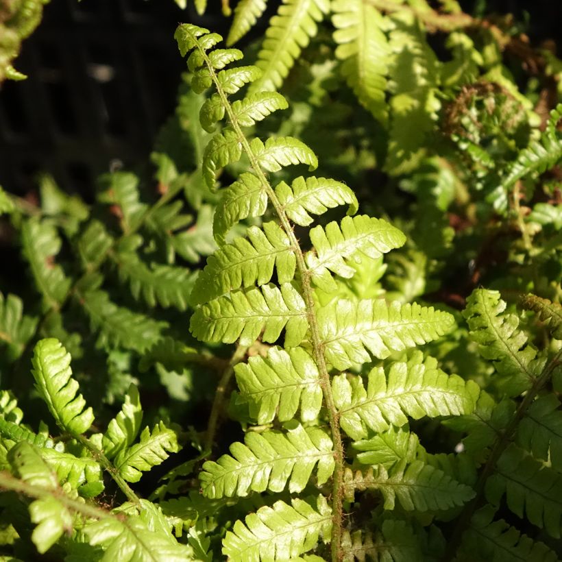 Dryopteris crassirhizoma (Folhagem)