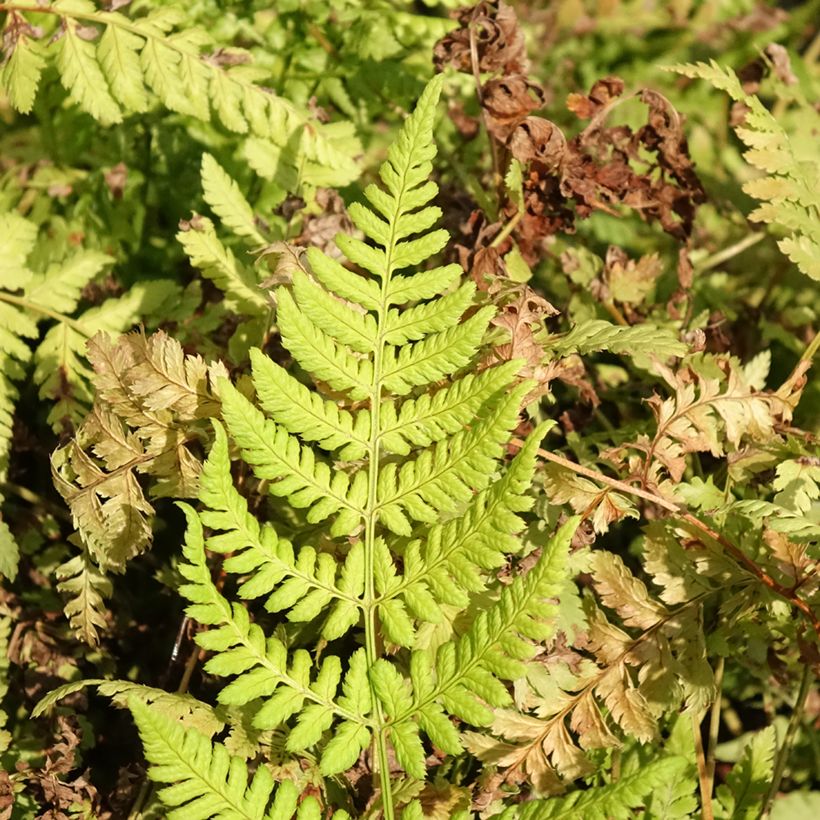Dryopteris dilatata Crispa Whiteside (Folhagem)