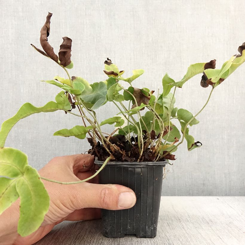 Amostra de Dryopteris dilatata Crispa Whiteside Vaso de 8/9 cm tal como entregue no outono