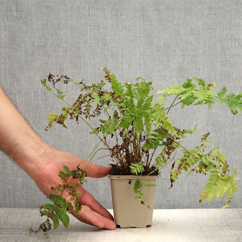 Amostra de Dryopteris dilatata Crispa Whiteside Vaso de 8/9 cm tal como entregue no verão