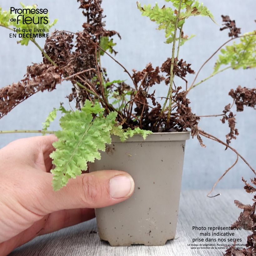 Amostra de Dryopteris dilatata Crispa Whiteside - Fougère Vaso de 8/9 cm tal como entregue no inverno