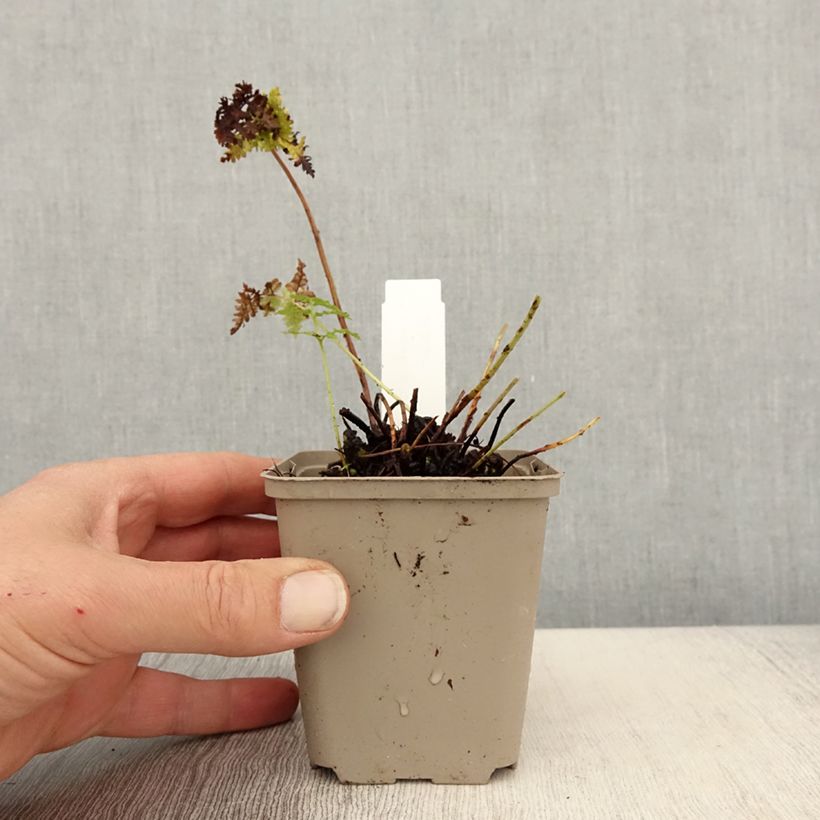 Amostra de Dryopteris dilatata Crispa Whiteside Vaso de 8/9 cm tal como entregue na primavera