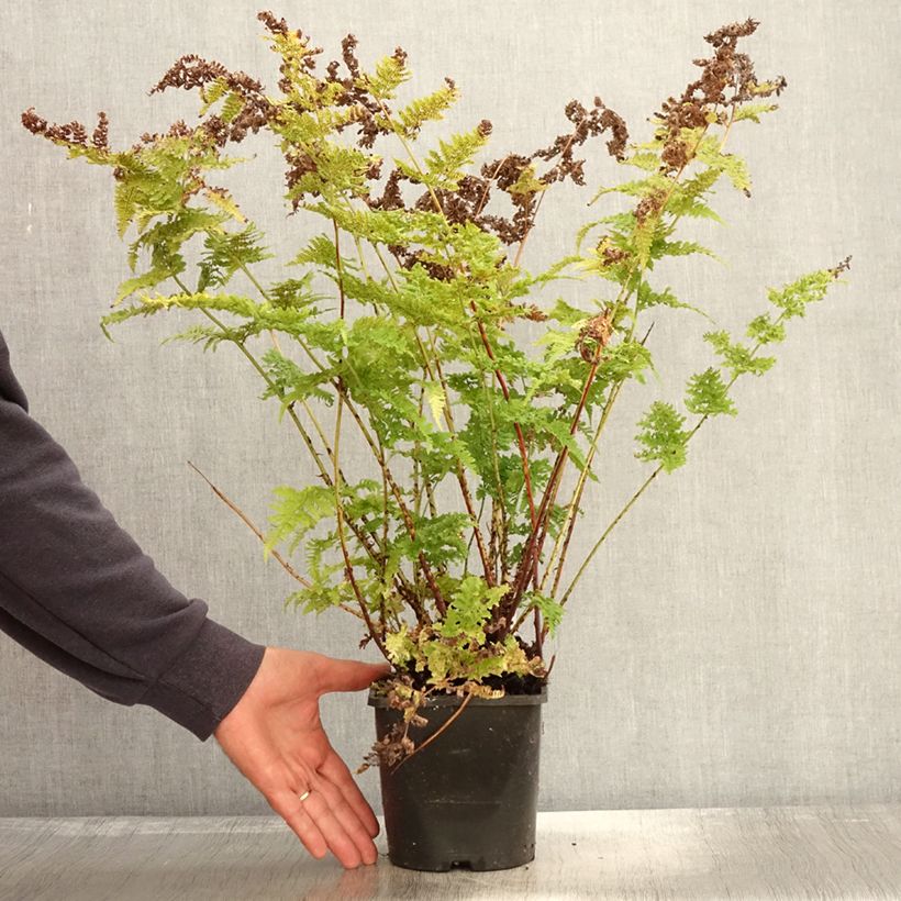 Amostra de Dryopteris dilatata Crispa Whiteside Vaso de 2 L/3 L tal como entregue no outono