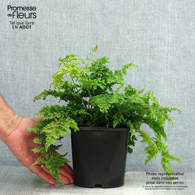 Amostra de Dryopteris dilatata Crispa Whiteside Vaso de 2 L/3 L tal como entregue no verão