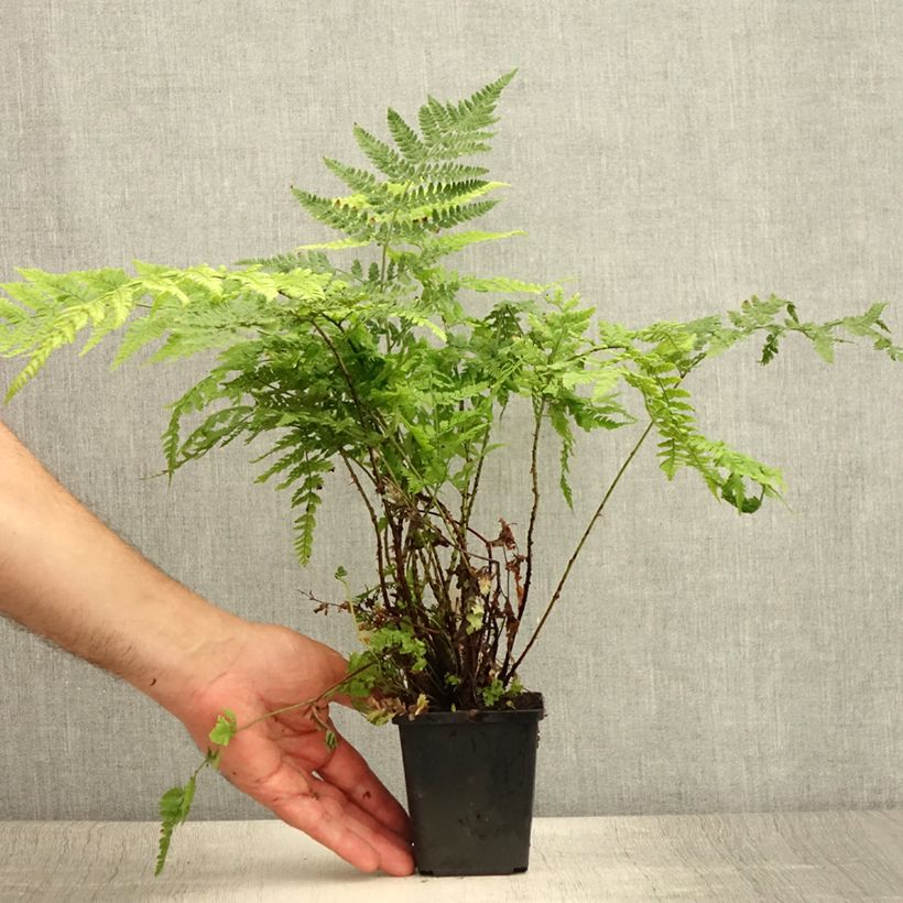 Amostra de Dryopteris dilatata Vaso de 8/9 cm tal como entregue no verão