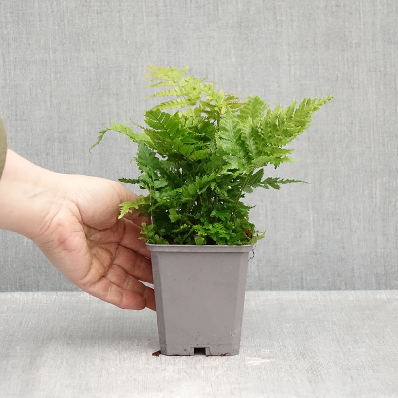 Amostra de Dryopteris erythrosora Vaso de 8/9 cm tal como entregue no outono