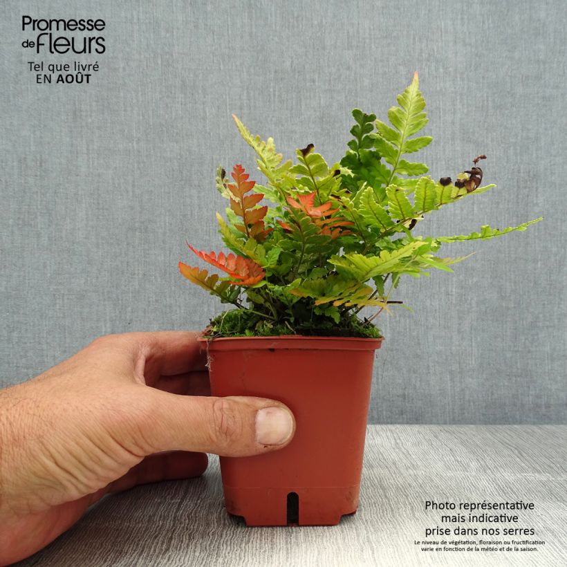 Amostra de Dryopteris erythrosora Prolifica Vaso de 8/9 cm tal como entregue no verão