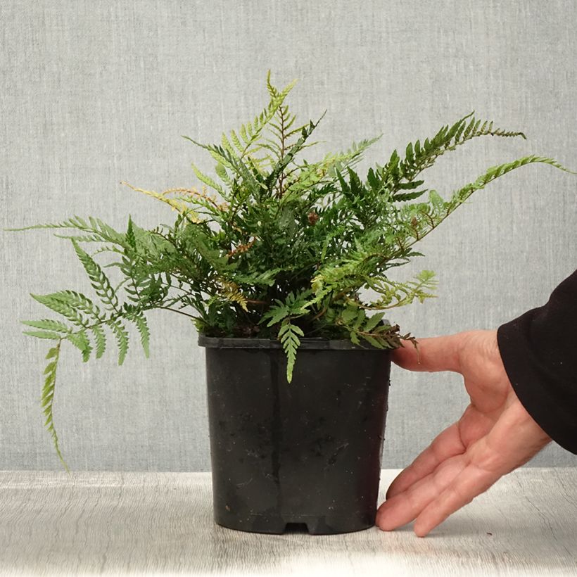 Amostra de Dryopteris erythrosora Prolifica Vaso de 2 L/3 L tal como entregue no outono