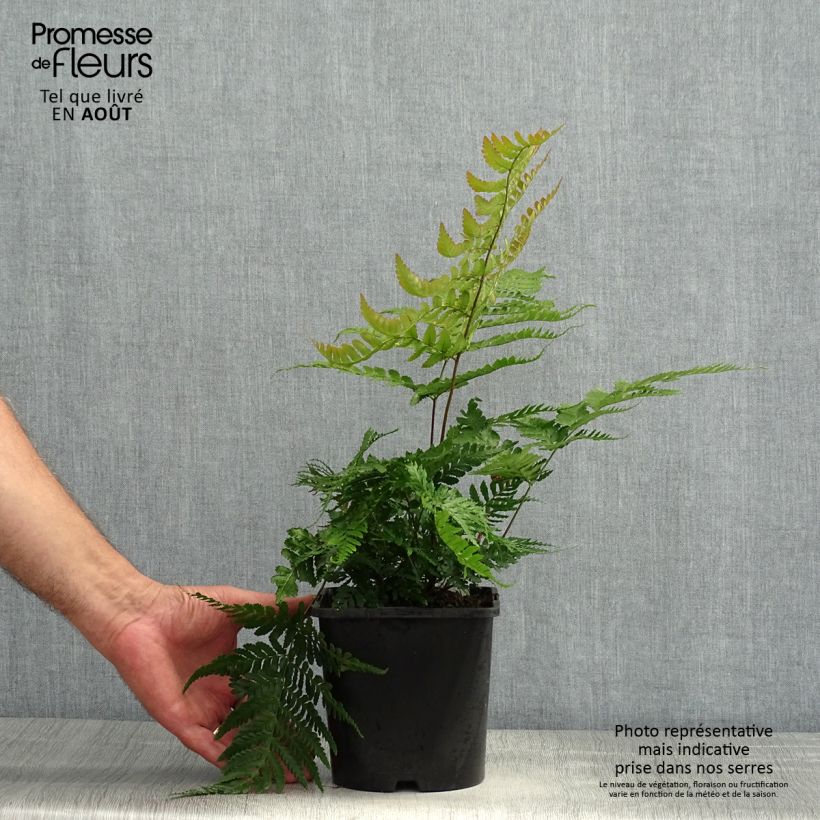 Amostra de Dryopteris erythrosora Prolifica Vaso de 2 L/3 L tal como entregue no verão