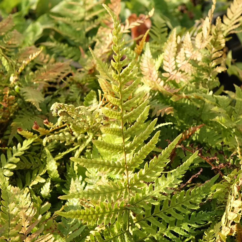Dryopteris erythrosora Prolifica (Folhagem)