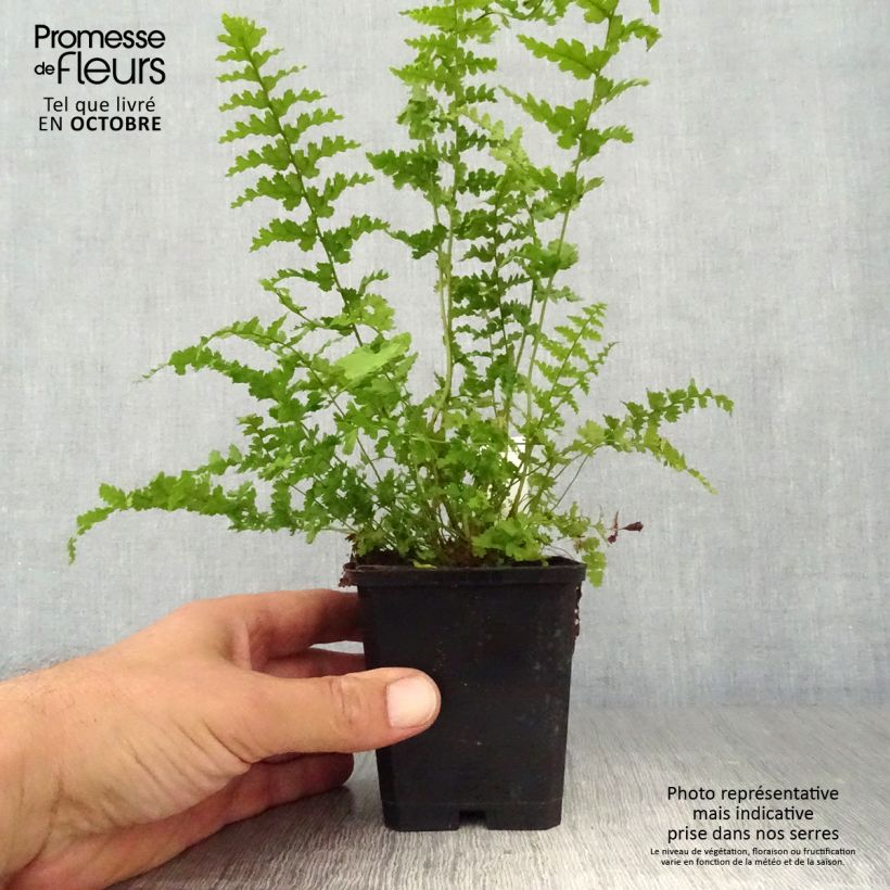 Amostra de Dryopteris filix-mas Barnesii - Feto-macho Vaso de 8/9 cm tal como entregue no outono