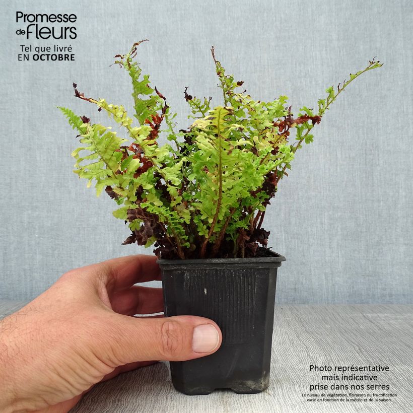 Amostra de Dryopteris filix-mas Crispa Cristata - Feto-macho Vaso de 8/9 cm tal como entregue no outono