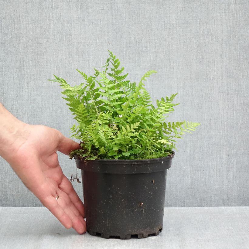 Amostra de Dryopteris filix-mas - Feto-macho Vaso de 2 L/3 L tal como entregue no outono