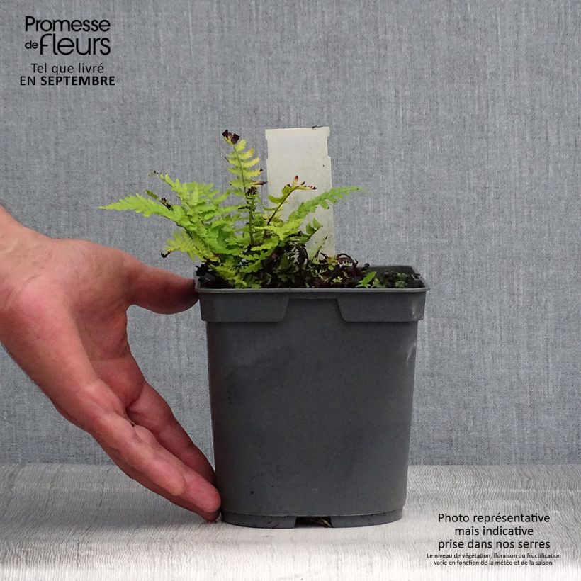 Amostra de Dryopteris filix-mas - Feto-macho Vaso de 2 L/3 L tal como entregue no verão
