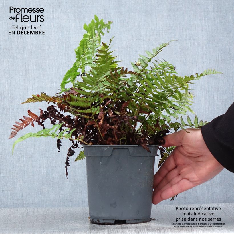 Amostra de Dryopteris filix-mas - Fougère mâle Vaso de 2 L/3 L tal como entregue no inverno