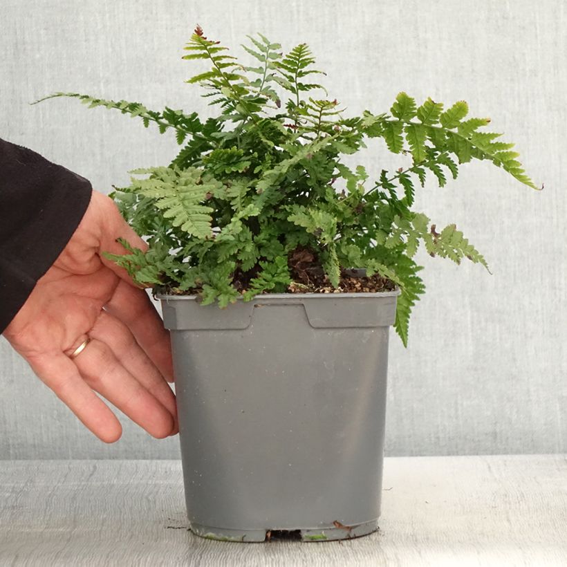 Amostra de Dryopteris filix-mas - Feto-macho Vaso de 2 L/3 L tal como entregue na primavera
