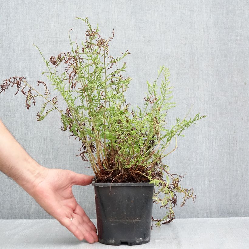 Amostra de Dryopteris filix-mas Linearis Polydactyla - Feto-macho Vaso de 2 L/3 L tal como entregue no outono