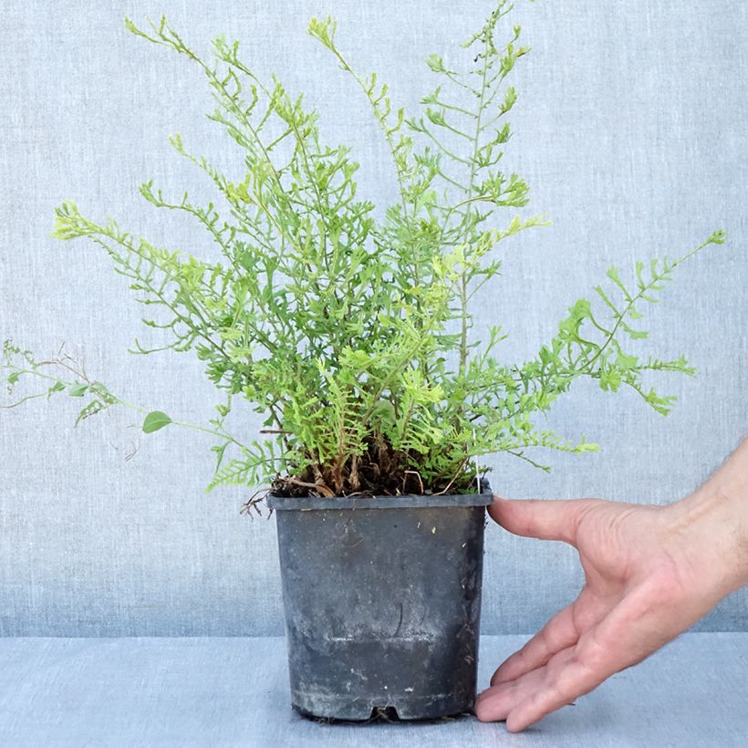 Amostra de Dryopteris filix-mas Linearis Polydactyla - Feto-macho Vaso de 2 L/3 L tal como entregue no verão