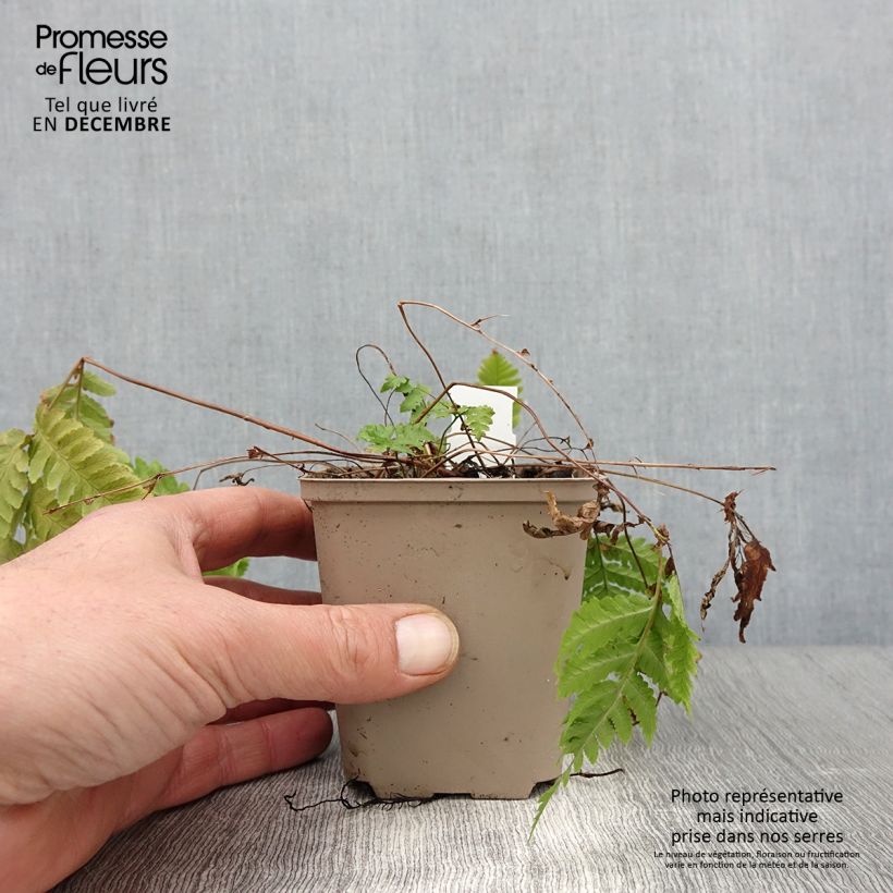 Amostra de Dryopteris goldieana Vaso de 8/9 cm tal como entregue no outono