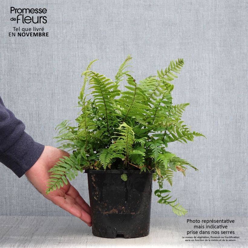 Amostra de Dryopteris kuratae Vaso de 2 L/3 L tal como entregue no outono