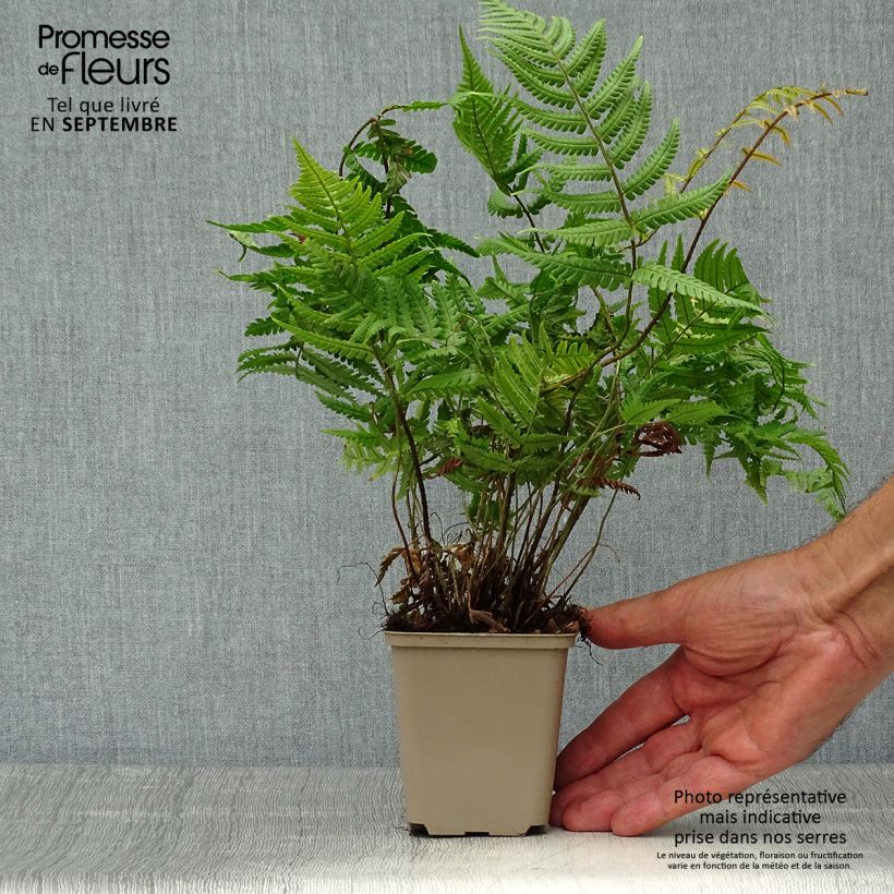 Amostra de Dryopteris lepidopoda Vaso de 8/9 cm tal como entregue no outono