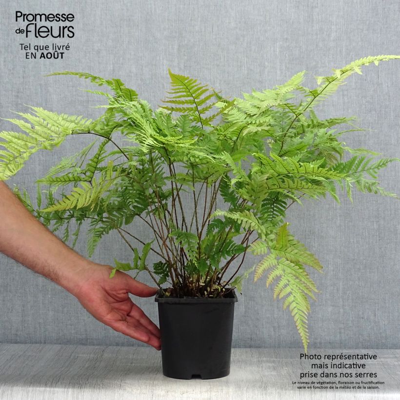 Amostra de Dryopteris lepidopoda Vaso de 2 L/3 L tal como entregue no verão