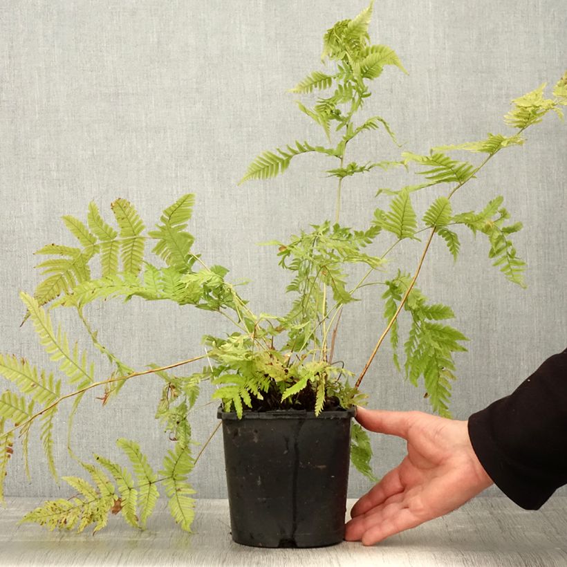 Amostra de Dryopteris lepidopoda Vaso de 2 L/3 L tal como entregue na primavera