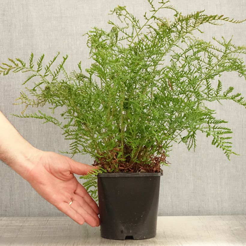Amostra de Dryopteris filix-mas Linearis Polydactyla - Feto-macho Vaso de 2 L/3 L tal como entregue na primavera